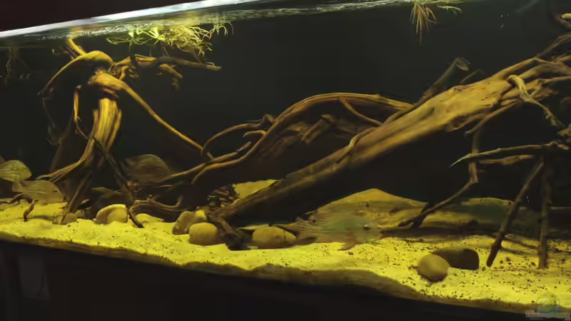 Aquarium Cichlid Pearls vekauft von die Perle... (4)