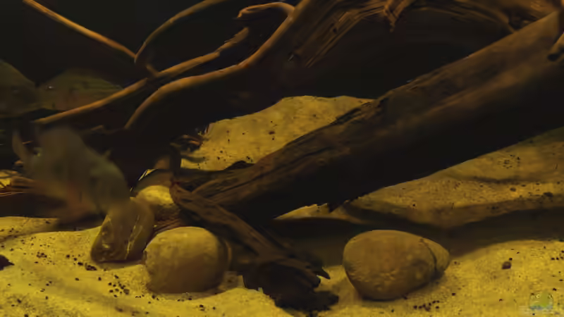 Aquarium Cichlid Pearls vekauft von die Perle... (6)