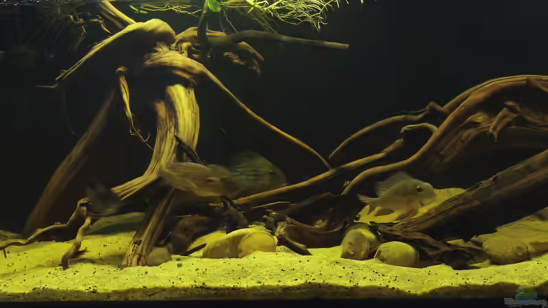 Aquarium Cichlid Pearls vekauft von die Perle... (8)