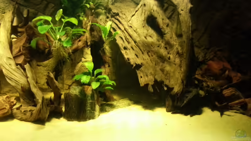 Aquarium Cichlidenbecken von Juergen8 (2)