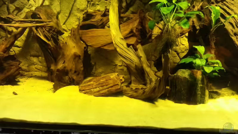 Aquarium Cichlidenbecken von Juergen8 (3)