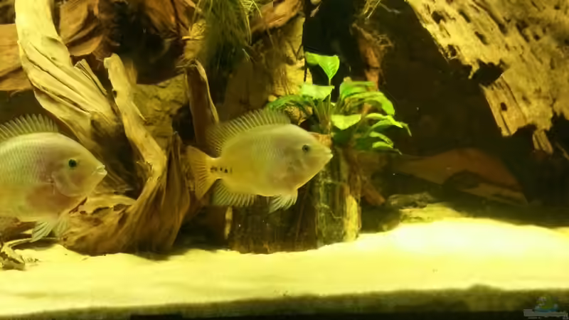 Aquarium Cichlidenbecken von Juergen8 (4)