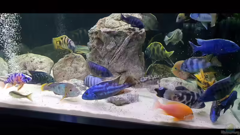 Aquarium Cichlidenparadies von Malawi-Guard (10)
