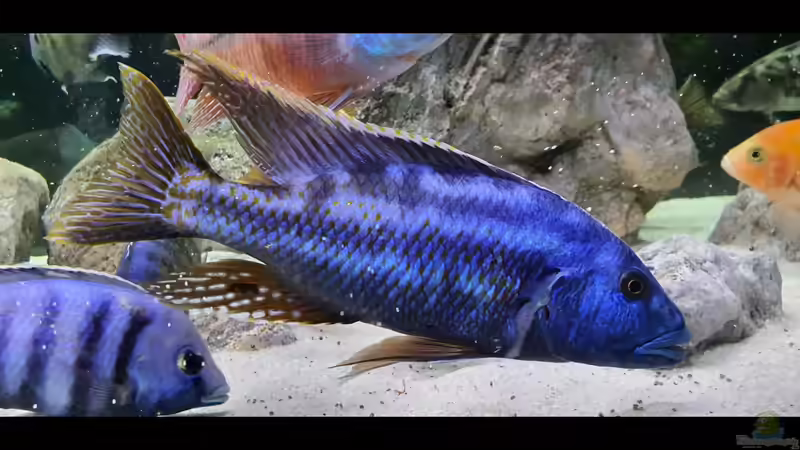 Aquarium Cichlidenparadies von Malawi-Guard (11)