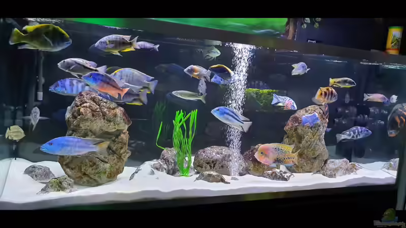 Aquarium Cichlidenparadies von Malawi-Guard (12)