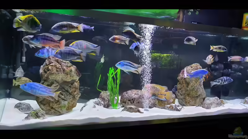 Aquarium Cichlidenparadies von Malawi-Guard (13)