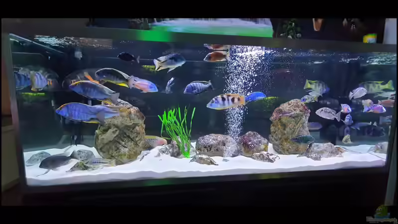 Aquarium Cichlidenparadies von Malawi-Guard (14)