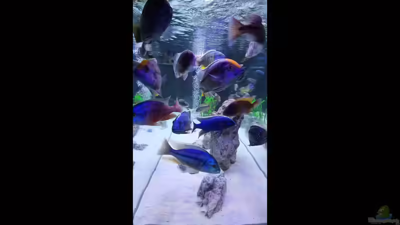 Aquarium Cichlidenparadies von Malawi-Guard (15)