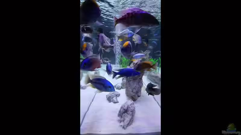 Aquarium Cichlidenparadies von Malawi-Guard (16)