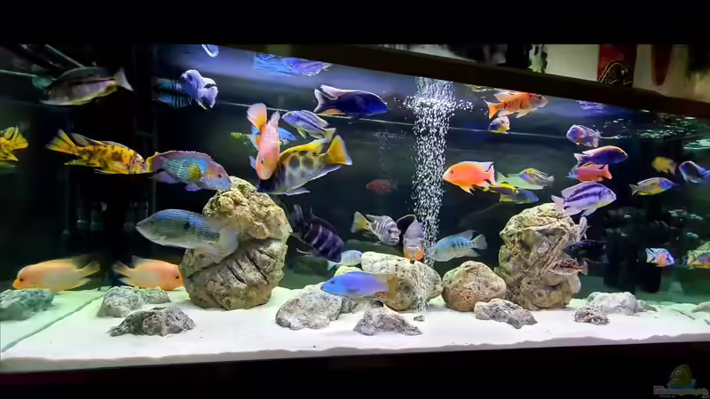 Aquarium Cichlidenparadies von Malawi-Guard (17)