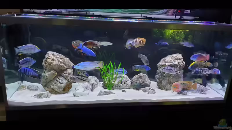 Aquarium Cichlidenparadies von Malawi-Guard (2)