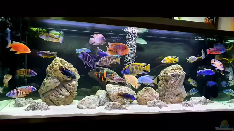 Aquarium Cichlidenparadies von Malawi-Guard (20)