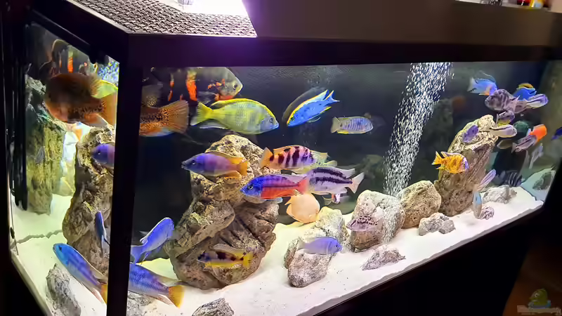 Aquarium Cichlidenparadies von Malawi-Guard (22)