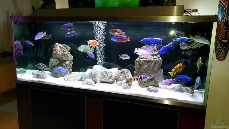 Aquarium Cichlidenparadies von Malawi-Guard (23)