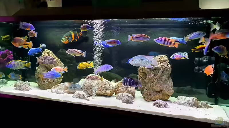 Aquarium Cichlidenparadies von Malawi-Guard (24)