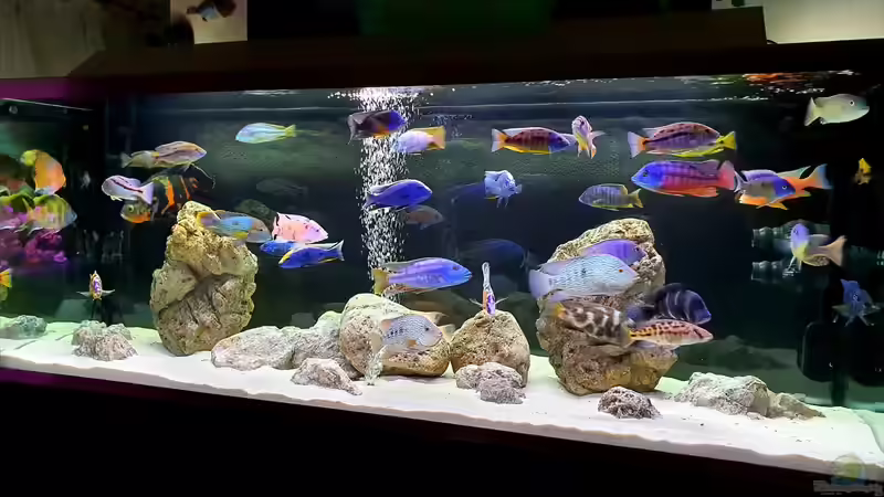 Aquarium Cichlidenparadies von Malawi-Guard (25)
