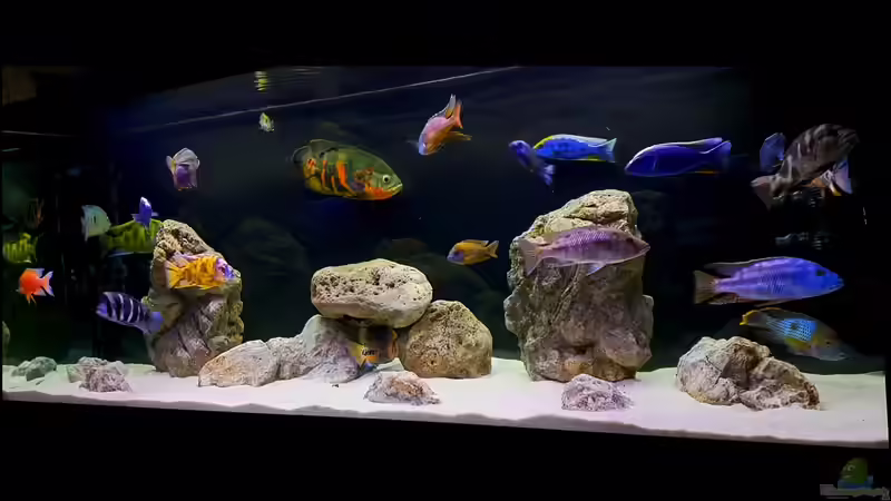 Aquarium Cichlidenparadies von Malawi-Guard (26)