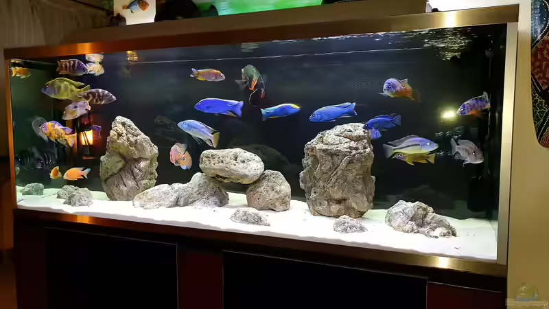 Aquarium Cichlidenparadies von Malawi-Guard (28)