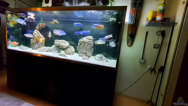 Aquarium Cichlidenparadies von Malawi-Guard (29)