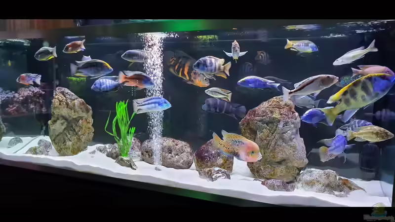 Aquarium Cichlidenparadies von Malawi-Guard (3)
