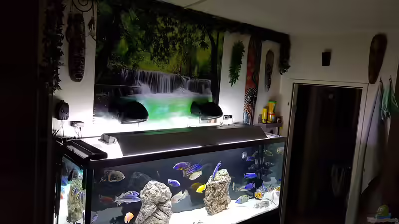 Aquarium Cichlidenparadies von Malawi-Guard (33)