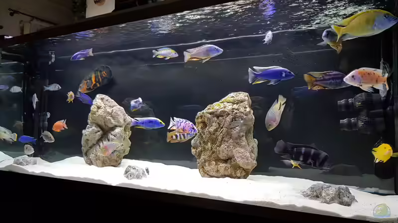 Aquarium Cichlidenparadies von Malawi-Guard (34)