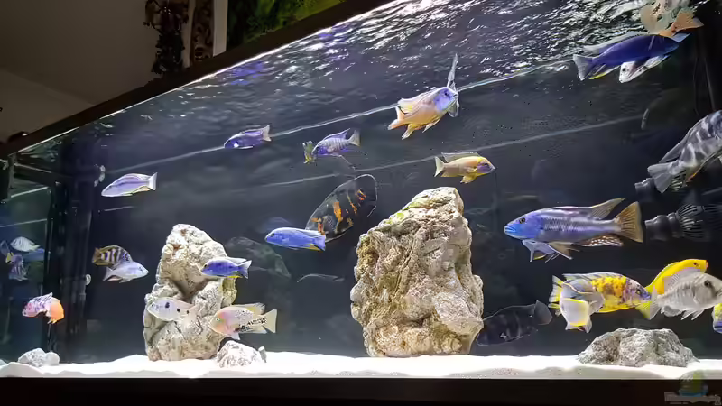 Aquarium Cichlidenparadies von Malawi-Guard (35)
