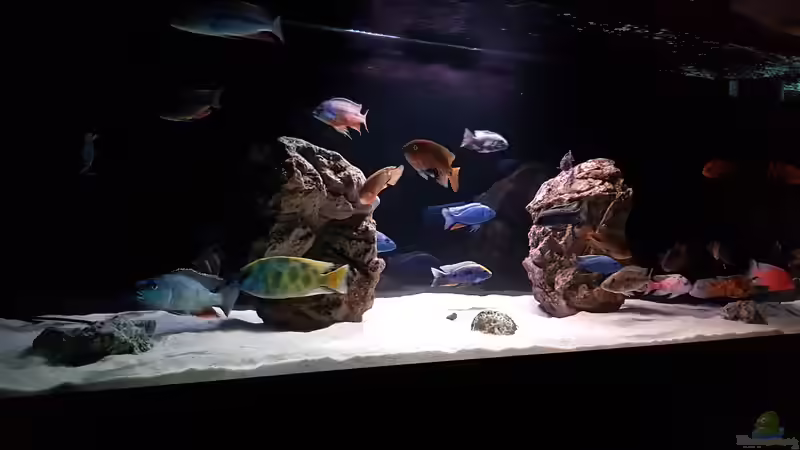 Aquarium Cichlidenparadies von Malawi-Guard (38)