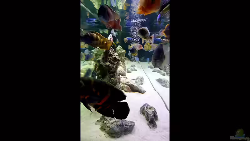 Aquarium Cichlidenparadies von Malawi-Guard (44)
