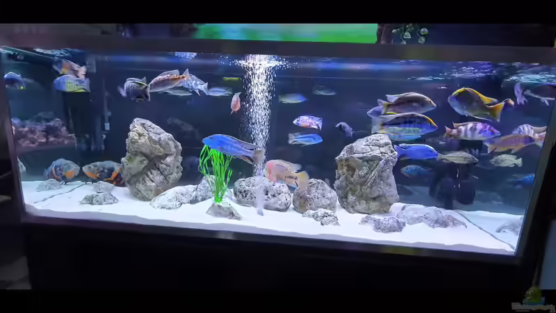 Aquarium Cichlidenparadies von Malawi-Guard (6)