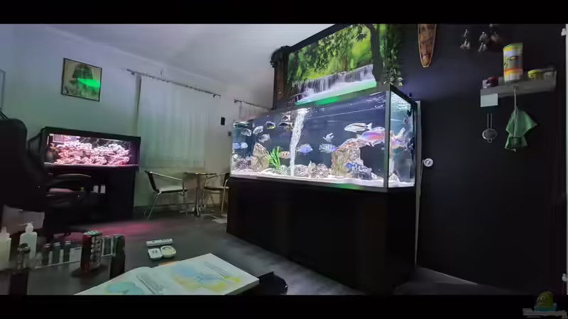 Aquarium Cichlidenparadies von Malawi-Guard (8)