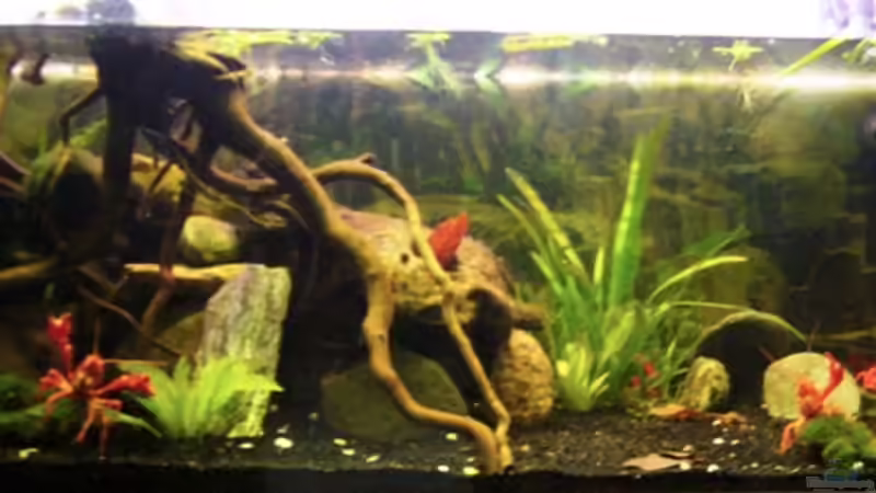 Aquarium Clarkii - Rote Florida Sumpfkrebse von Kim (2)