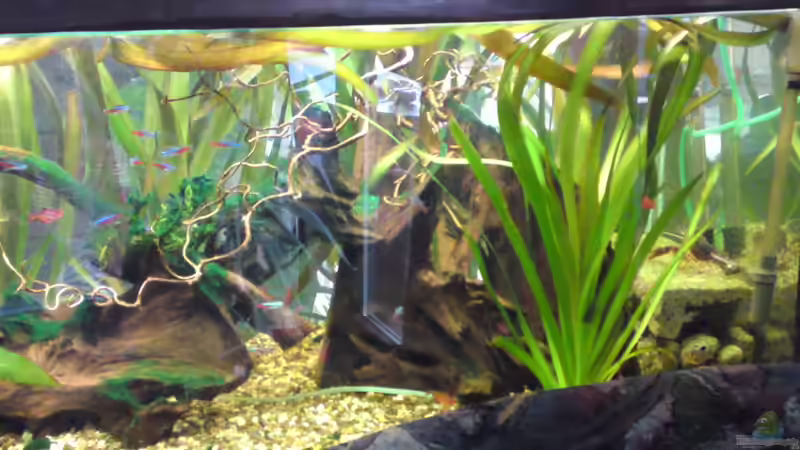 Aquarium Clarkii Wohndschungel von Lady Luzilla (3)