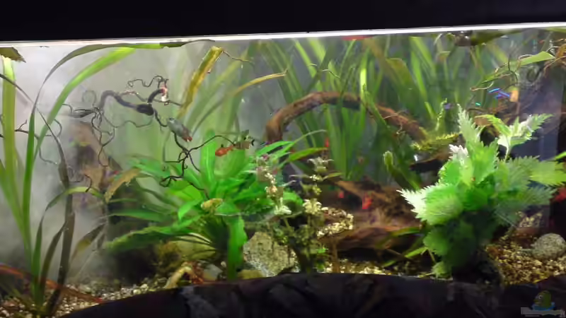 Aquarium Clarkii Wohndschungel von Lady Luzilla (5)