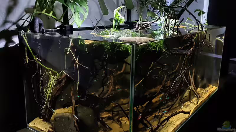 Aquarium Clearwater part, Rio Orinoco, Venezuela von Aquawelten (3)