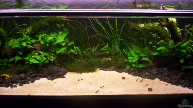 Aquarium Coast of Paradise von Dr.Fishtank (3)