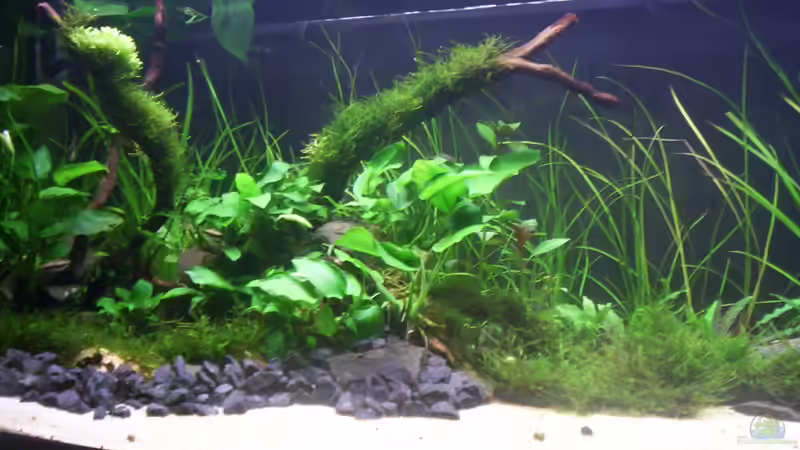 Aquarium Coast of Paradise von Dr.Fishtank (4)