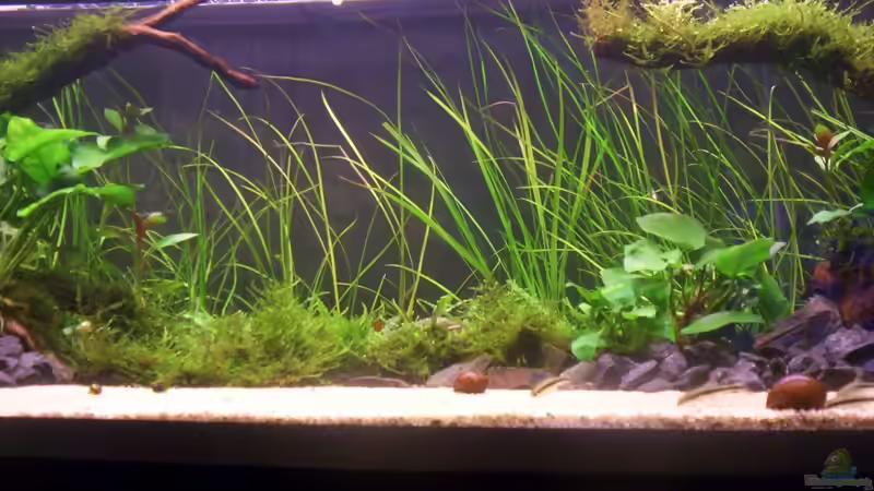 Aquarium Coast of Paradise von Dr.Fishtank (5)