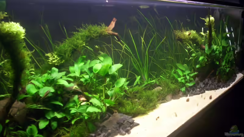 Aquarium Coast of Paradise von Dr.Fishtank (6)