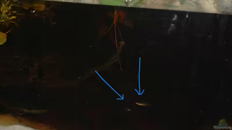 Aquarium Copella-Aquarium von Goldfisch (10)