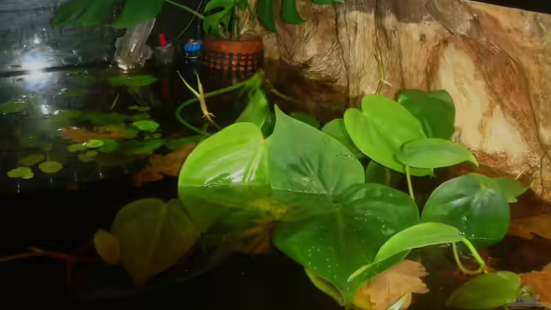 Aquarium Copella-Aquarium von Goldfisch (12)