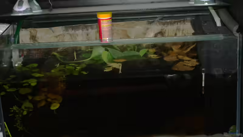 Aquarium Copella-Aquarium von Goldfisch (14)