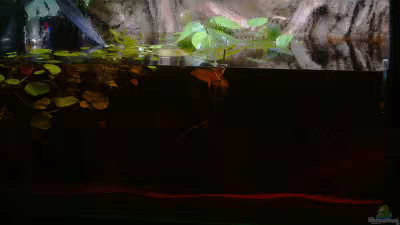 Aquarium Copella-Aquarium von Goldfisch (15)