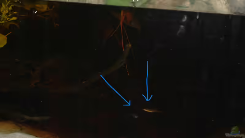 Aquarium Copella-Aquarium von Goldfisch (17)