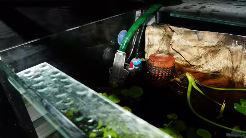 Aquarium Copella-Aquarium von Goldfisch (18)