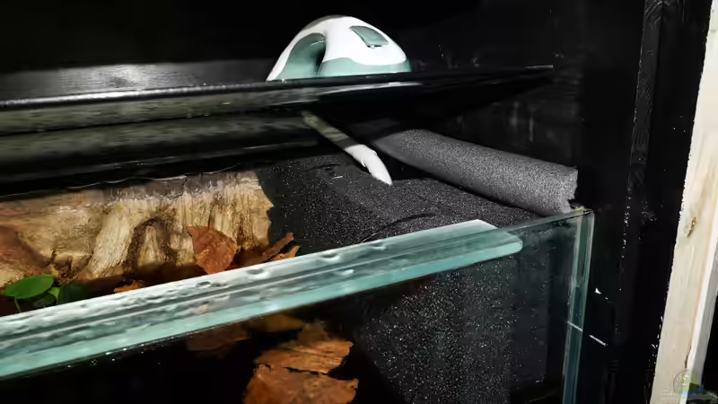 Aquarium Copella-Aquarium von Goldfisch (19)