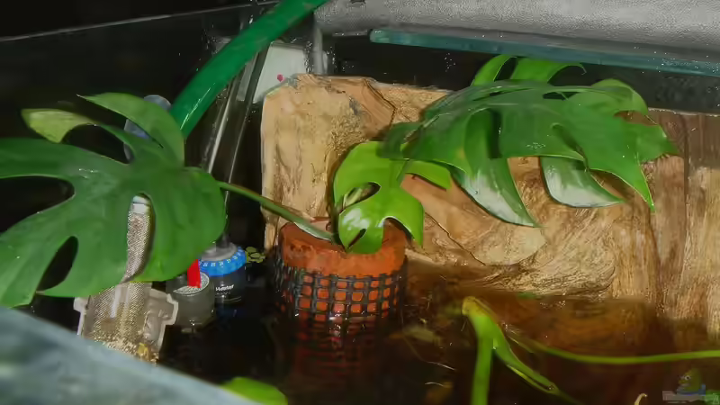 Aquarium Copella-Aquarium von Goldfisch (20)