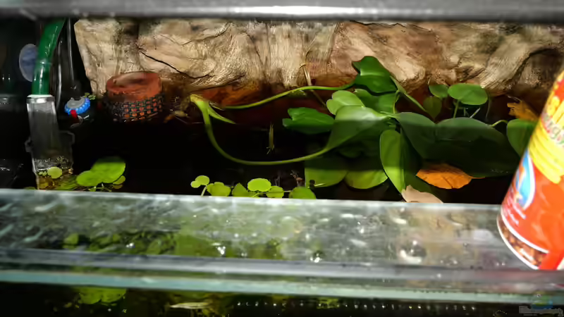 Aquarium Copella-Aquarium von Goldfisch (22)