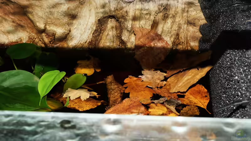 Aquarium Copella-Aquarium von Goldfisch (4)