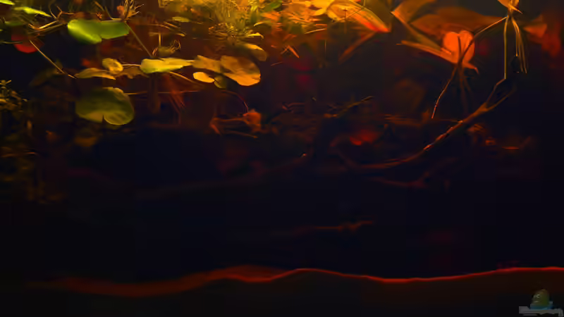 Aquarium Copella-Aquarium von Goldfisch (5)